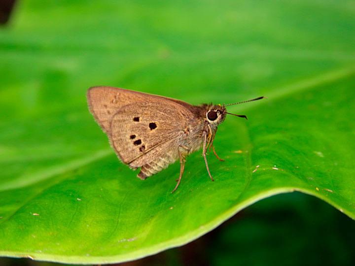 クロボシセセリ