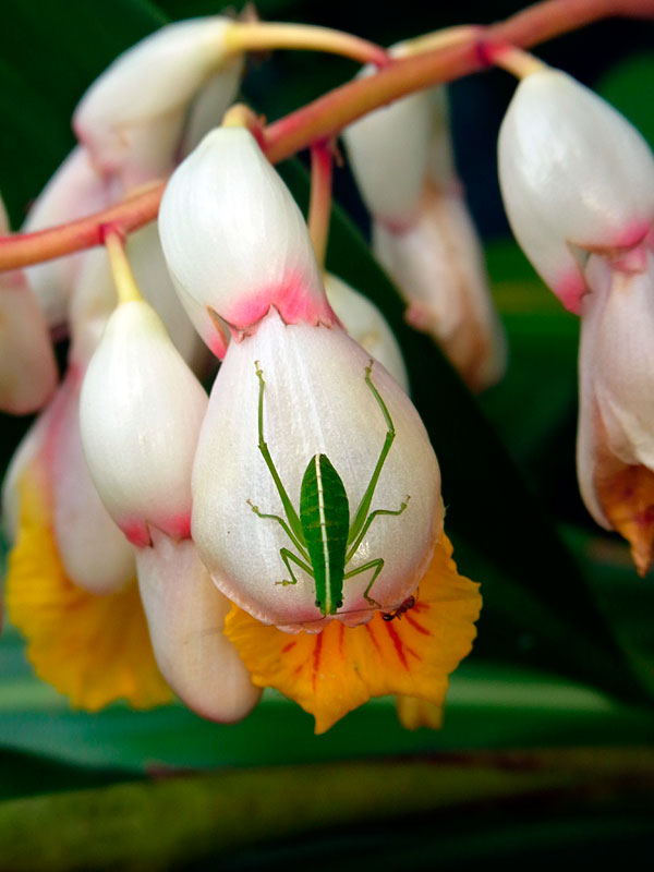 セスジツユムシ・雌幼虫