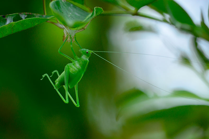 ツユムシの一種・幼虫脱皮