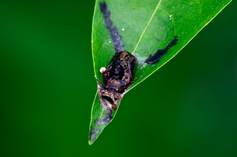 クロモンカギバ蛹