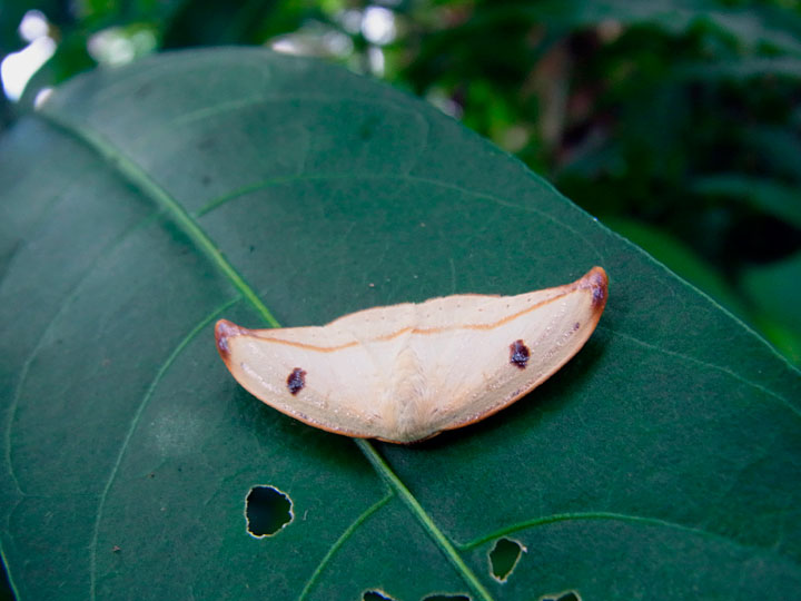 クロモンカギバ成虫