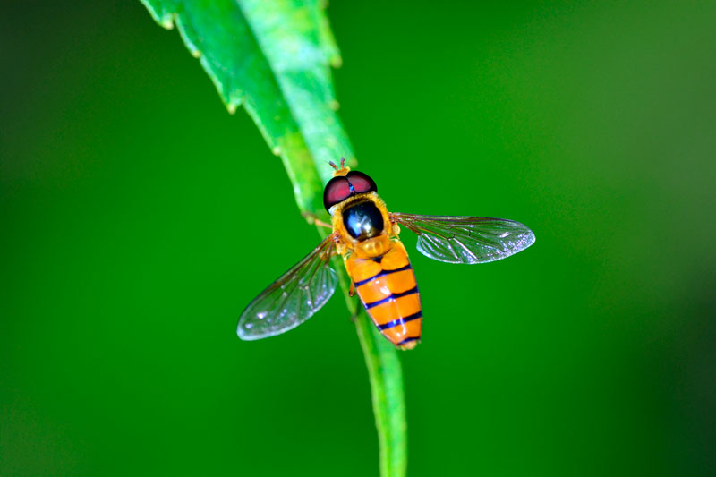 ホソジマヒラタアブ