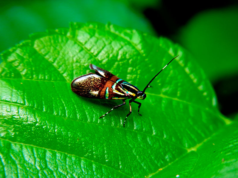 イヌビワオオハマキモドキ