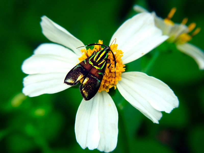 イヌビワオオハマキモドキ