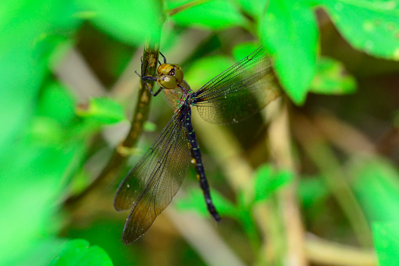 リュウキュウカトリヤンマ