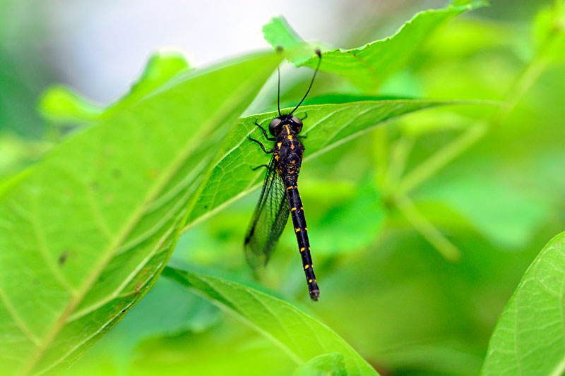 オキナワツノトンボ