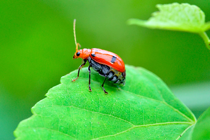 フタイロウリハムシ