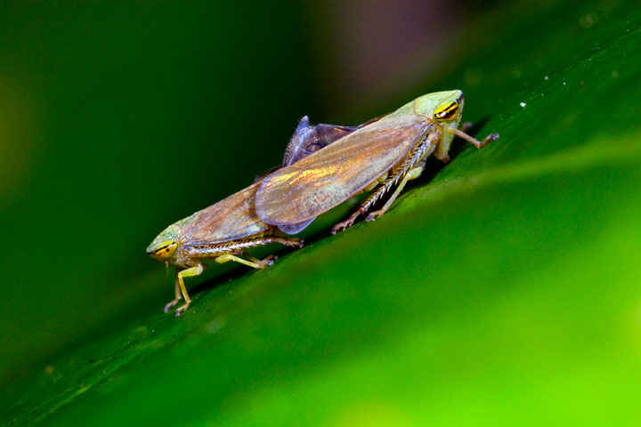 オサヨコバイ・ペア