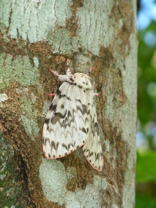 オキナワマイマイ