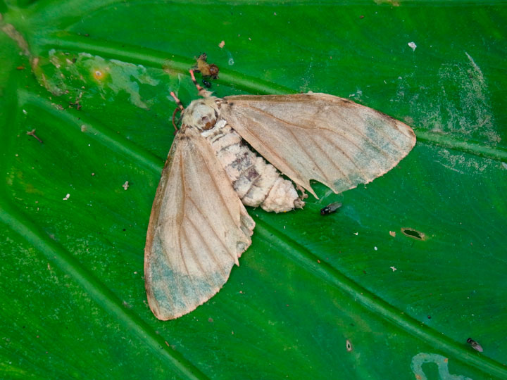 オキナワマイマイ