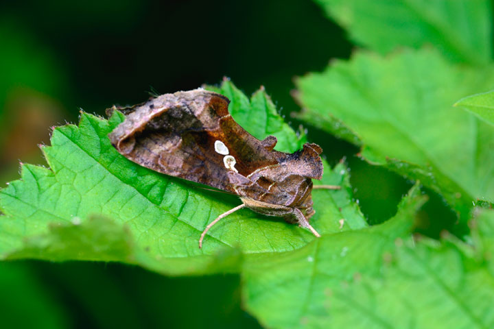 イチジクキンウワバ