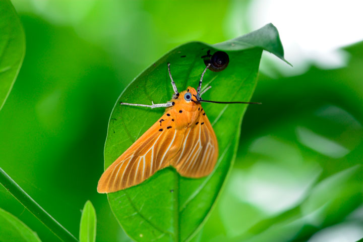 キイロヒトリモドキ