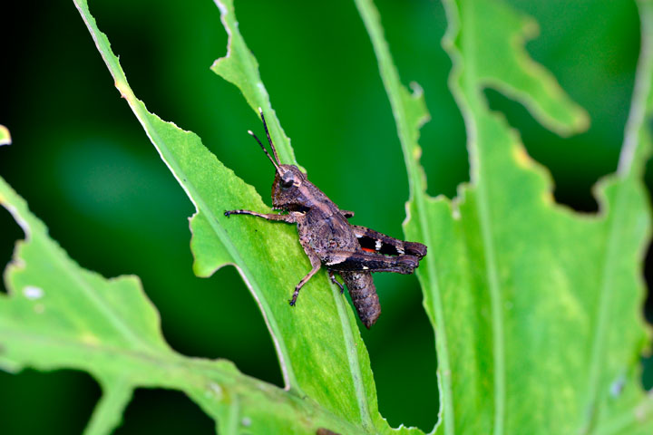 オキナワモリバッタ