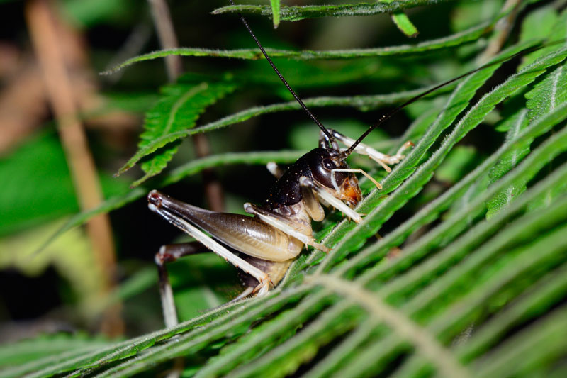 ヤンバルクロギリス