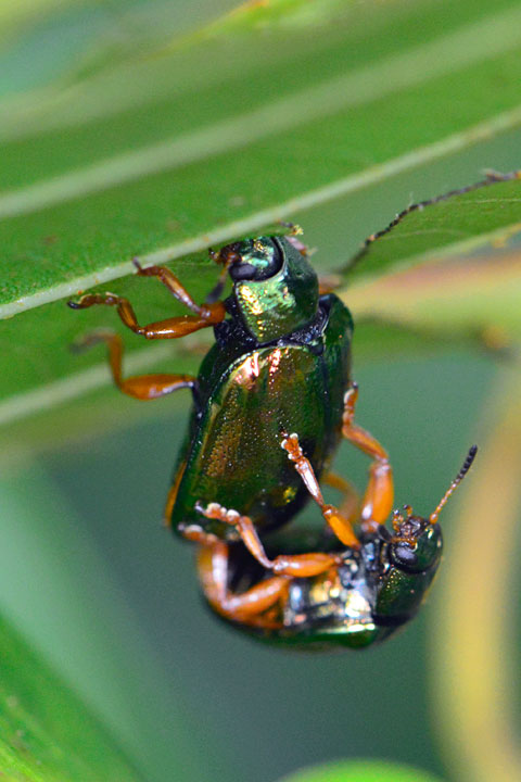 タイワンハムシ（トリミング）