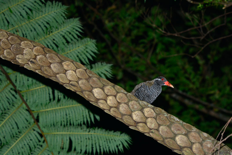 ヤンバルクイナ