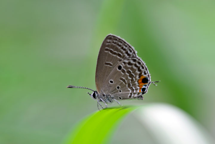 クロマダラソテツシジミ