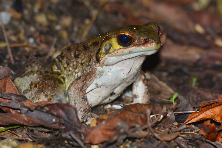 ホルストガエル