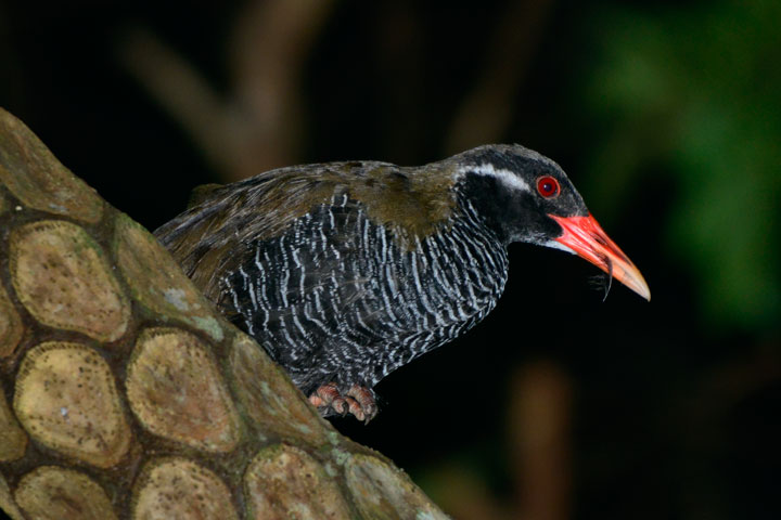 ヤンバルクイナ