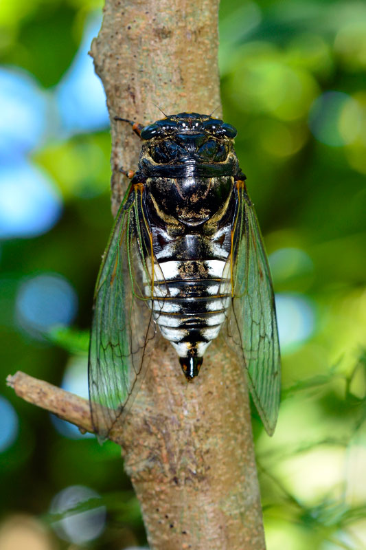 ヨナグニクマゼミ
