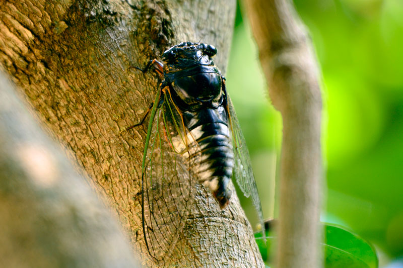 ヨナグニクマゼミ