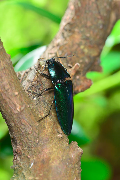 ノブオオオアオコメツキ