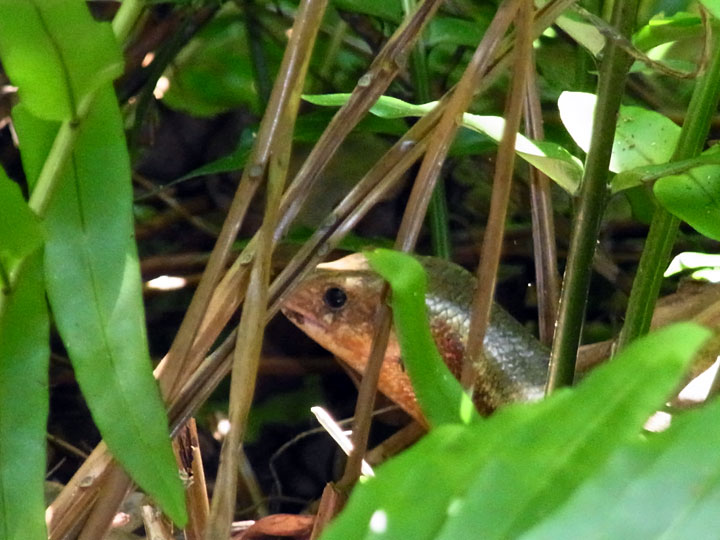 キシノウエトカゲ