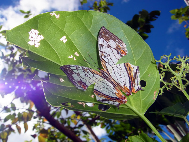 イシガケチョウ