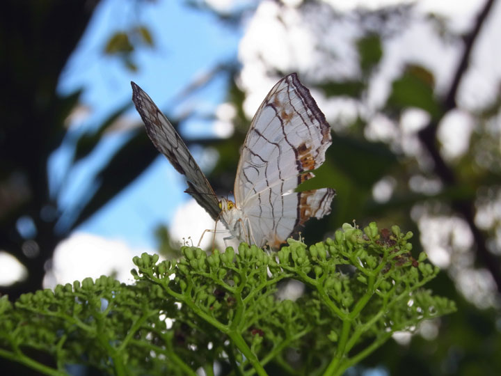 イシガケチョウ