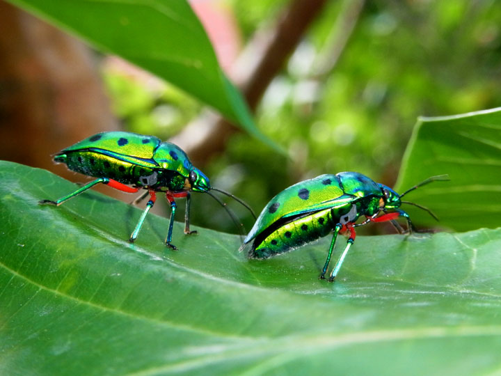 ナナホシキンカメムシ求愛