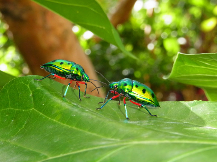 ナナホシキンカメムシ求愛