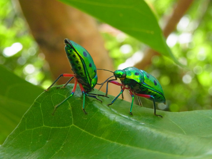 ナナホシキンカメムシ求愛