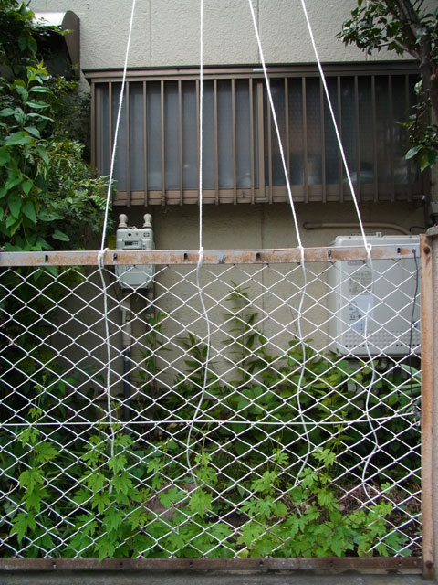 ニガウリ（7月16日）