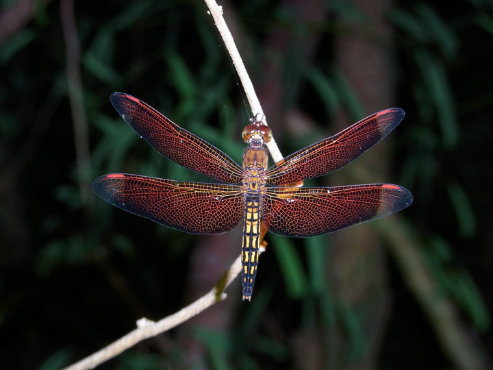 アカスジベッコウトンボ