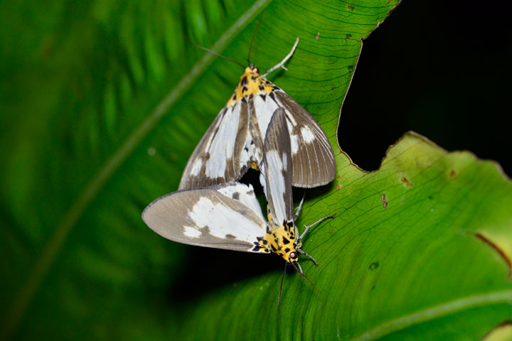 シロスジヒトリモドキ