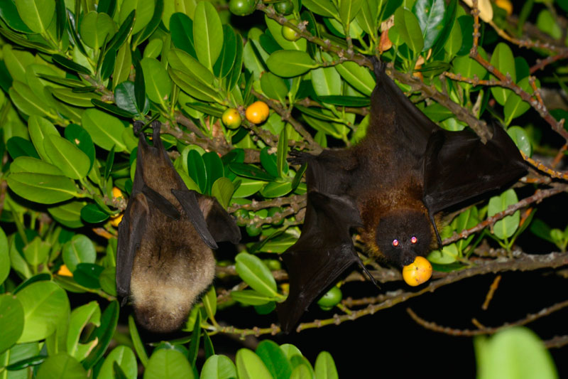 オリイオオコウモリ