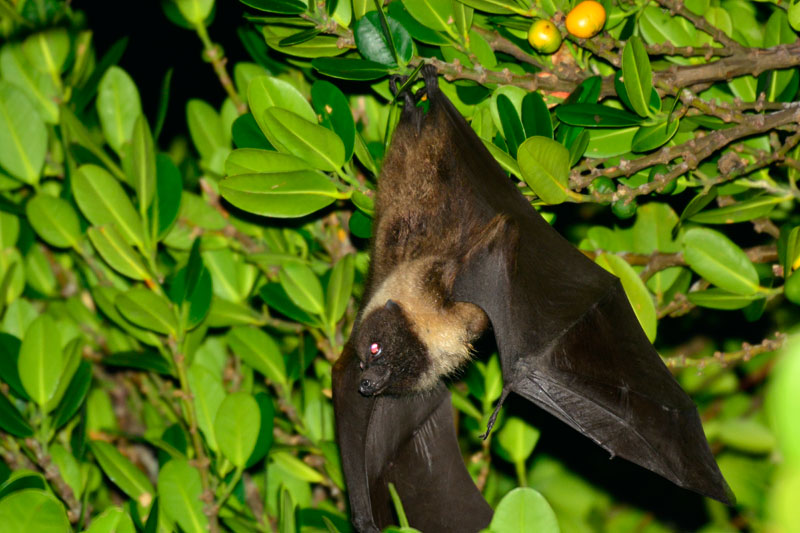 オリイオオコウモリ