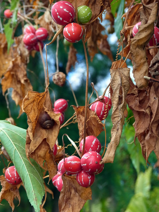 オキナワスズメウリ実