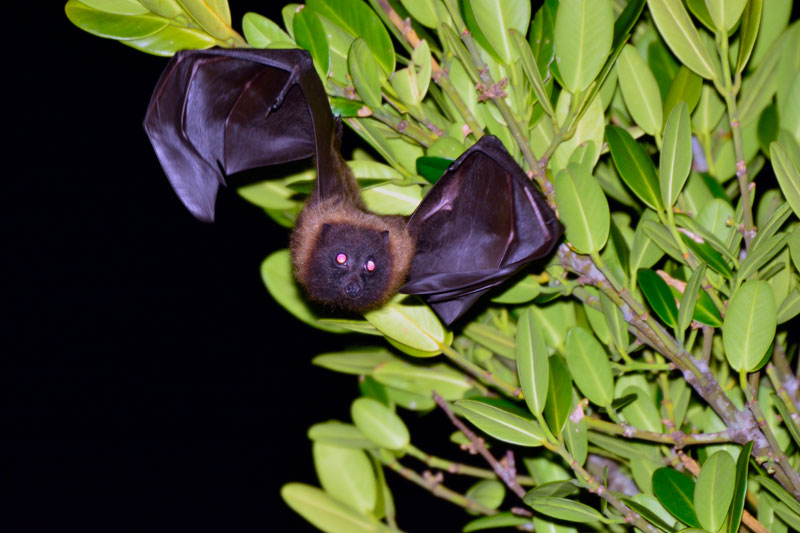 オリイオオコウモリ