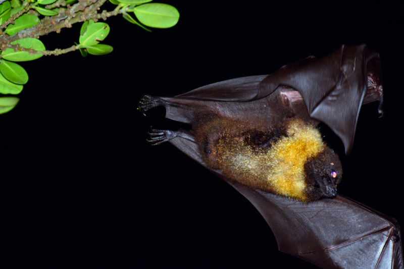 オリイオオコウモリ