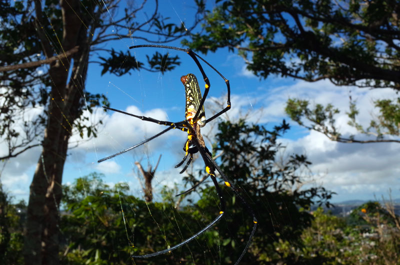 オオジョロウグモ雌