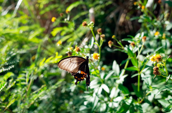 シロオビアゲハII型雌