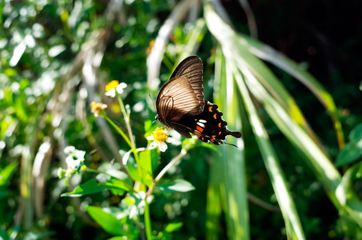 シロオビアゲハII型雌