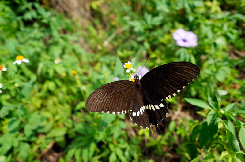 シロオビアゲハ