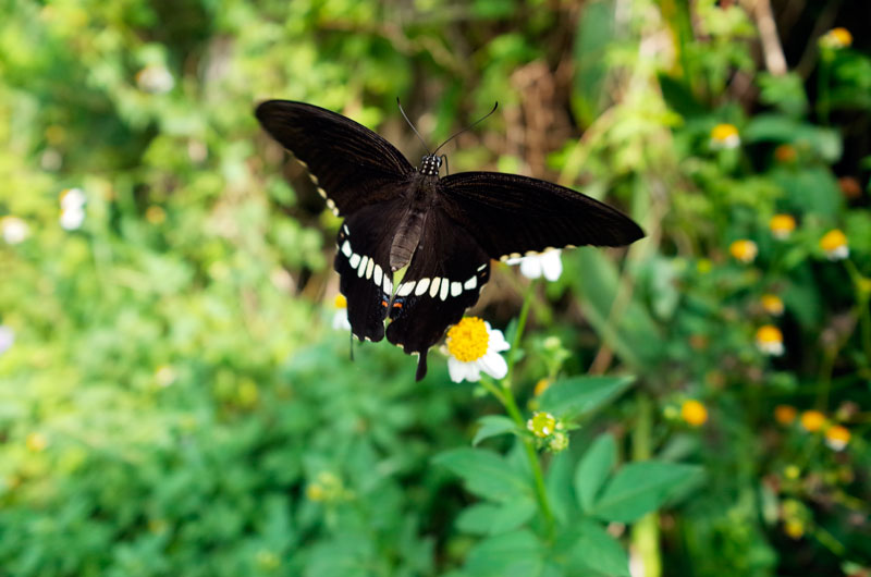 シロオビアゲハ