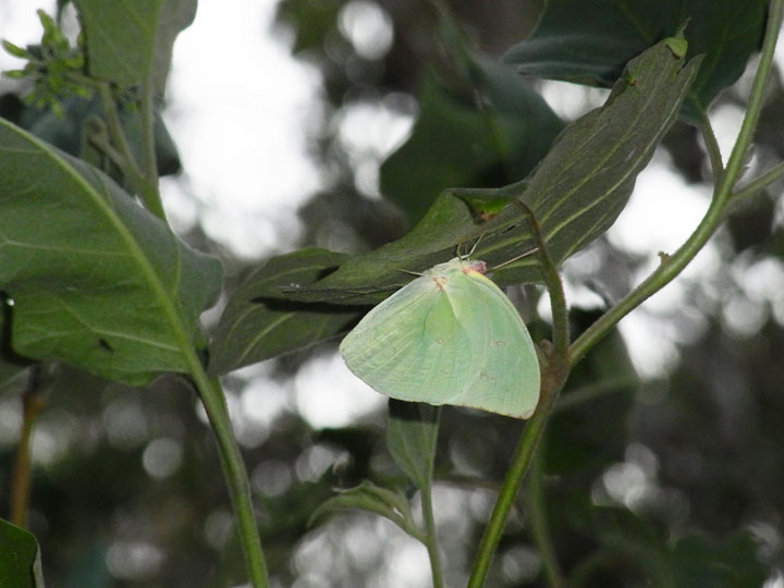 ウスキシロチョウ