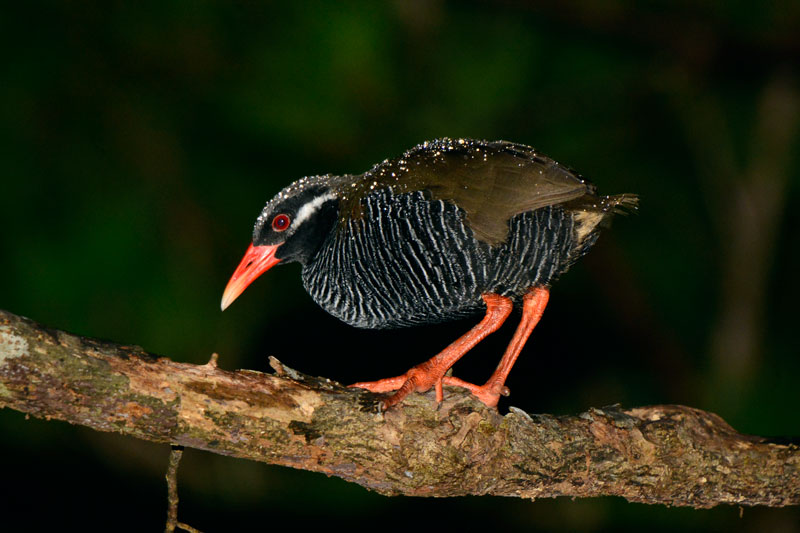 ヤンバルクイナ