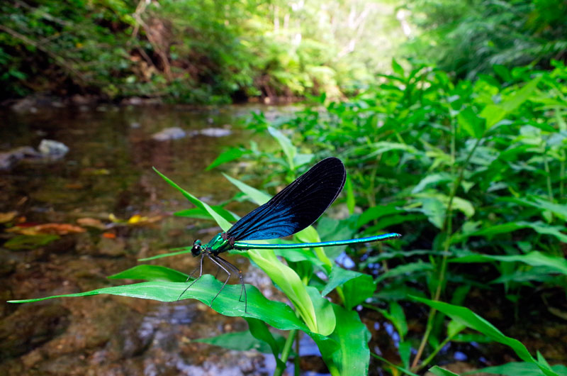 リュウキュウハグロトンボ雄