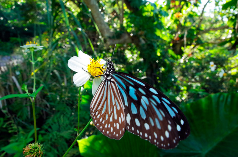 リュウキュウアサギマダラ
