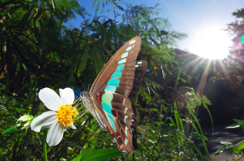 アオスジアゲハ